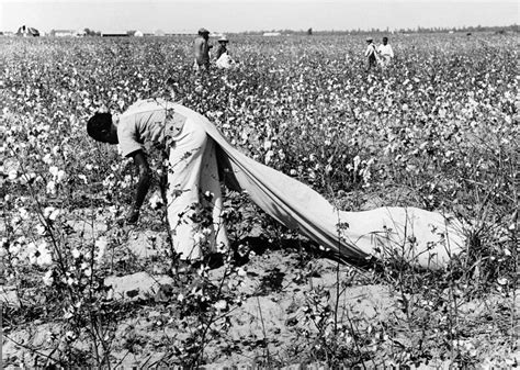 cotton picker  photograph  granger pixels