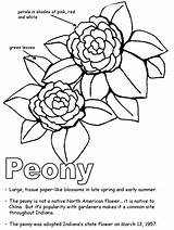 Coloring Indiana Peony State Flower Geography Pages Drawing Flag Japanese Symbols Templates Gif Template Getdrawings Kidzone Ws Usa Coloringhome Sketch sketch template