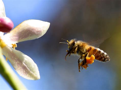 bee  stock photo closeup   bee  pollen flying