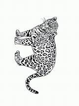 Colorare Jachtluipaard Dieren Colorat Animale Gepard Felini Ausmalbilder Coloriages Guepard Tigri Leopardo Disegno Cheetah Planse Ausmalbild Malvorlagen Ghepardo Animierte Jachtluipaarden sketch template