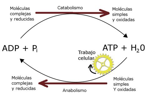 anabolismo funciones procesos diferencias  catabolismo