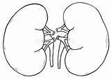 Kidney Internal Urinary Linker Nier Illustratie Overzicht Juiste Ilustracja Lewy Prawy Kontur Endocrine Excretory sketch template