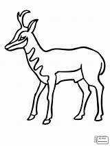 Antelope Drawing Getdrawings Antelopes sketch template