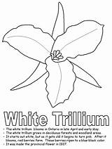 Ontario Canadian Trillium Designlooter Provinces Kidzone sketch template