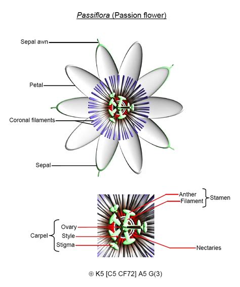 female parts   flower biology   parts  flower  consists   major parts