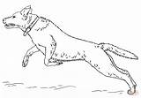 Labrador Retriever Ausmalbilder Colorir Springender Ausmalbild Saltando Puppy Dogs Retriver Malvorlage Cani Stampare Lab Hunde Retrievers Cachorros Imprimir Lernen sketch template