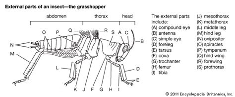 grasshopper external parts students britannica kids homework