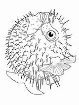Vissen Kleurplaat Colorare Fisch Pesce Malvorlagen Dieren Malvorlage Poissons Pez Palla Ikan Mewarnai Ryby Animasi Pesci Puffer Bewegende Bergerak Animaties sketch template