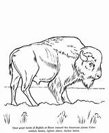Buffalo Wild Bison Sheets Kolorowanki Dla Raisingourkids Designlooter Coloringhome sketch template