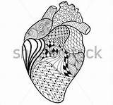 Heart Coloring Pages Human Template Teddy Bear Colouring sketch template