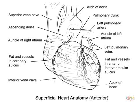 heart diagram coloring page