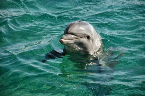 delfinen helfen september