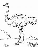 Coloring Ostrich Emu Pages Bird Print Birds African Topcoloringpages Color Printable Getdrawings Getcolorings sketch template