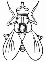 Fly Coloring Sheet Which Coloringsheet Recent Hi Below Posted Most People Coloringsky sketch template