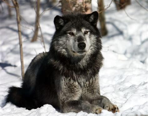 grey wolf sanctuary  haliburton forest adventure travel blog
