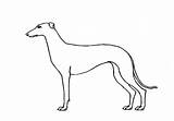 Greyhound Doberman Easyanimals2draw sketch template
