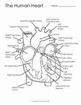 Heart Diagram Coloring Human Illustration Anatomy Subject sketch template