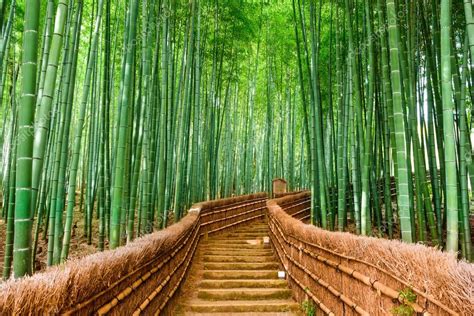 kyoto japan bamboo forest stock photo  csepavone