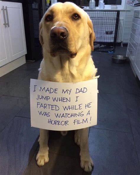 hilarious pets   shamed   owners   naughty