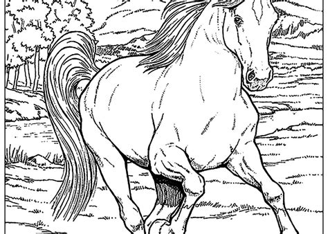 horse coloring pages  kids visual arts ideas