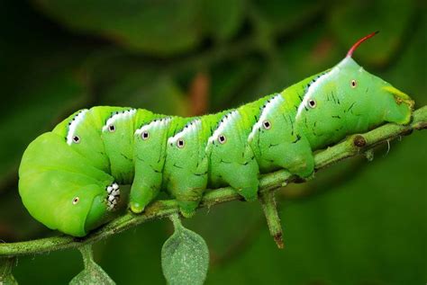 Everything You Need To Know About Hornworm Caterpillars
