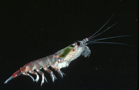 warming antarctic seas   impact  krill habitats constantine