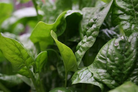 urban food producer   spinach youll  eat