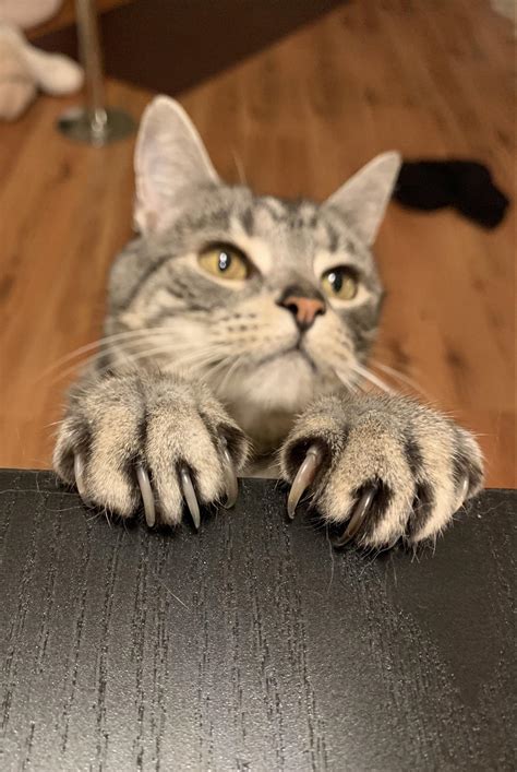 claws rcats
