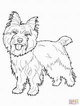 Coloring Terrier Pages Yorkie Cairn Dog Printable Maltese Toto Color Oz Wizard Boston Cocker Spaniel Supercoloring Puppy Dogs Drawing Colouring sketch template