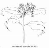 Myrtle Herbs sketch template