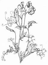 Pea Sweet Lathyrus Flowers Odoratus Peas Plants Poison Drawing Plant Flower Tattoo Anbg Gov Illustrations Au Floral Sweetpea Season Australian sketch template