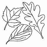 Leaf Coloring Clipart Clipground sketch template