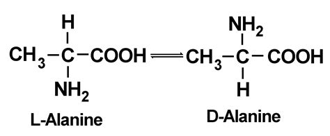 amino acid racemization dating method  institute  creation