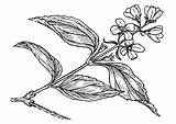 Lilac Coloring Drawing Botanical Large Drawings Getdrawings Designlooter sketch template