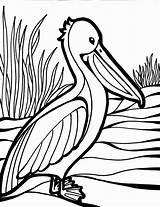 Coloring Bird Pages Pelican Print Gif sketch template