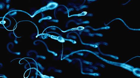 Der Sperma Rechner Er Zeigt Männern Wie Altersschwach Ihr Samen Ist
