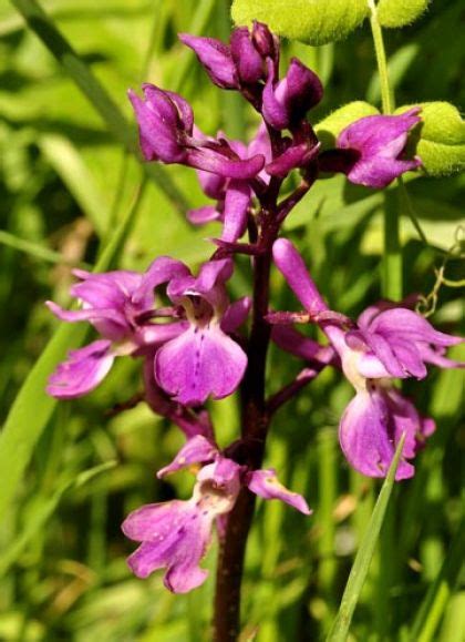 Wildflower Orchid Early Purple Irish Wild Flora Wildflowers Of Ireland