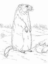Groundhog Den Entrance Standing Near Coloring Pages sketch template