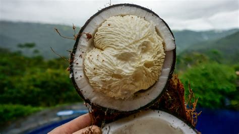 gekeimte kokosnuss  costa rica gefunden rawismyreligion