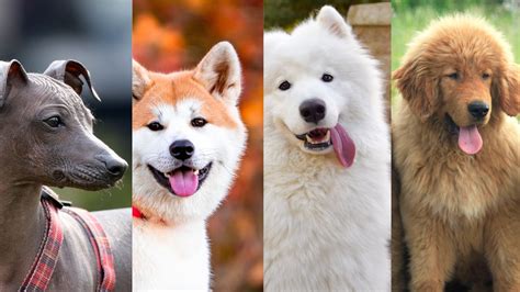 ¿cuáles Son Las Razas De Perros Más Caras De Todo El Mundo