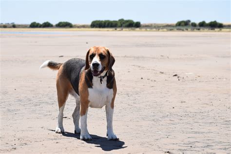 big beagle dog  stock photo public domain pictures