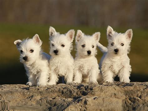 west highland white terrier dog breed pictures information temperament characteristics