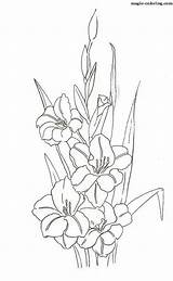 Gladiolus Coloring Flower Drawing Pages Designlooter Drawings Getdrawings sketch template