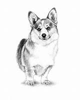 Corgi Hund Animal sketch template