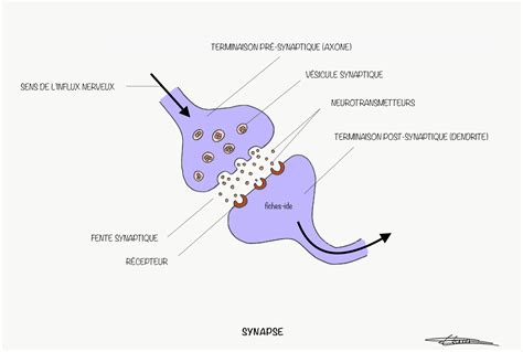simple synapse diagram