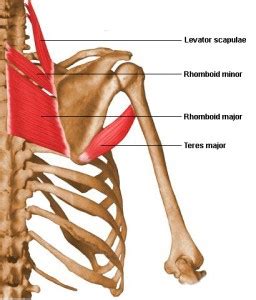 rhomboids  trouble muscle