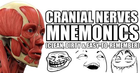cranial nerves mnemonics clean dirty easy  remember