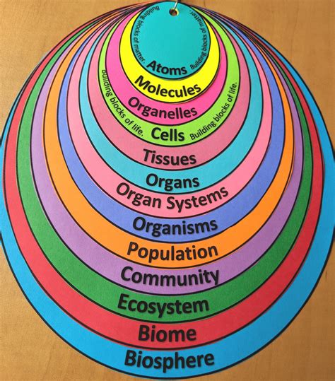 levels  organization  atoms  biosphere interactive note organizer biology lessons