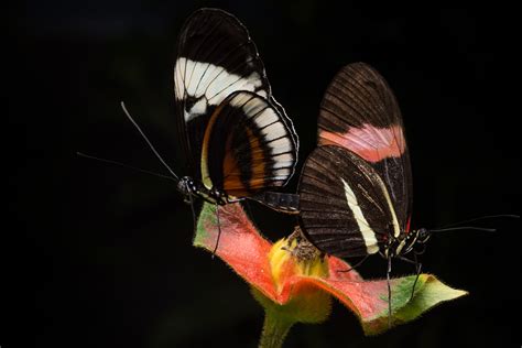 Male Butterflies Mark Their Mates With A Repulsive Smell During Sex To