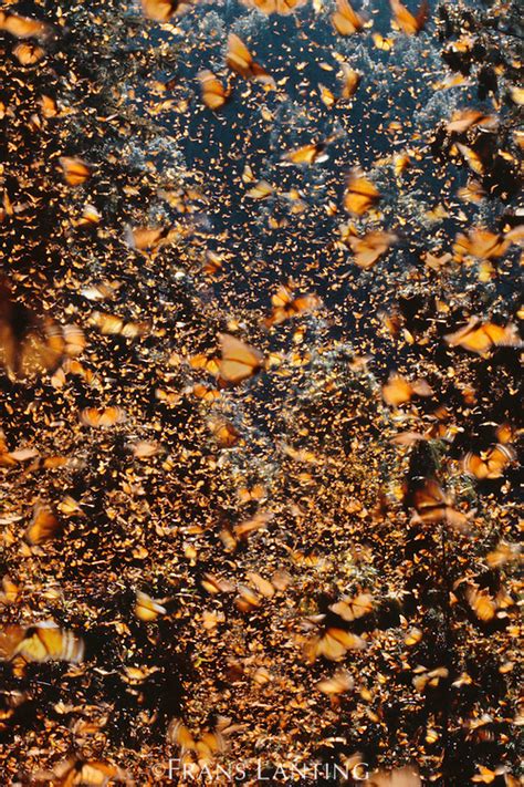 monarch butterflies swarming frans lanting image archive